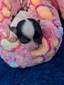 Bunn