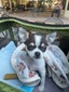 Romeo